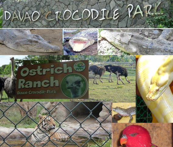 ダチョウ、鷲、トラ、蛇、ワニ、鳥