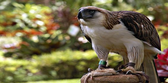 Philippine Eagle