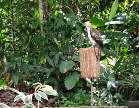 The Philippine Eagle Center