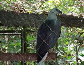 The Philippine Eagle Center